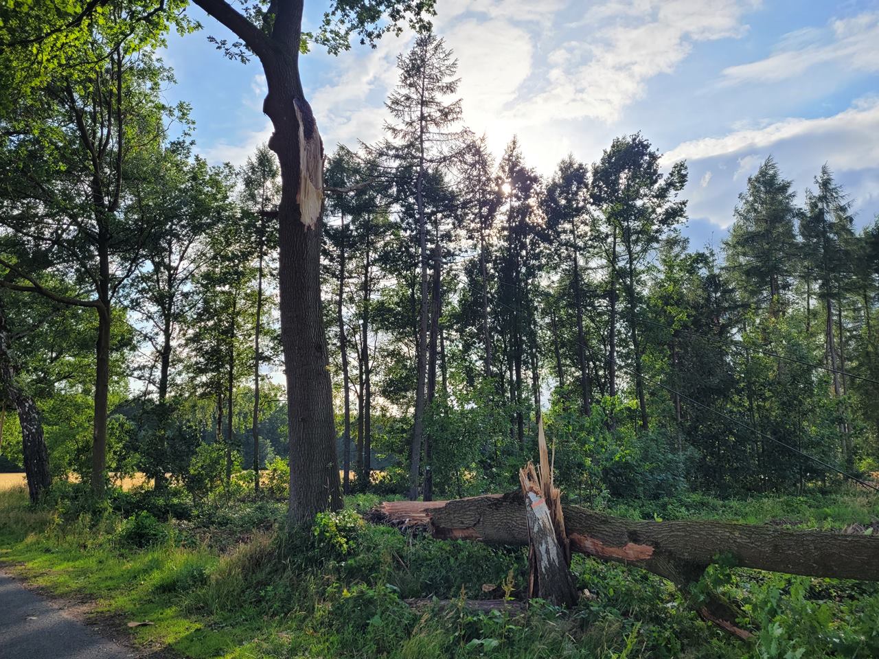 Read more about the article Umgestürzter Baum zwischen Kettenburg und Griemen