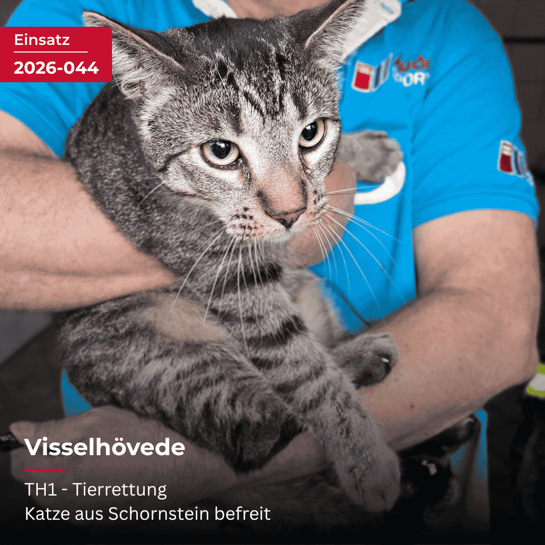 Mehr über den Artikel erfahren Katze aus Schornstein befreit